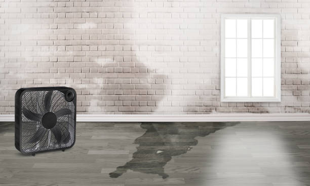 Best Mold removal after water damage  in Lebanon, NH